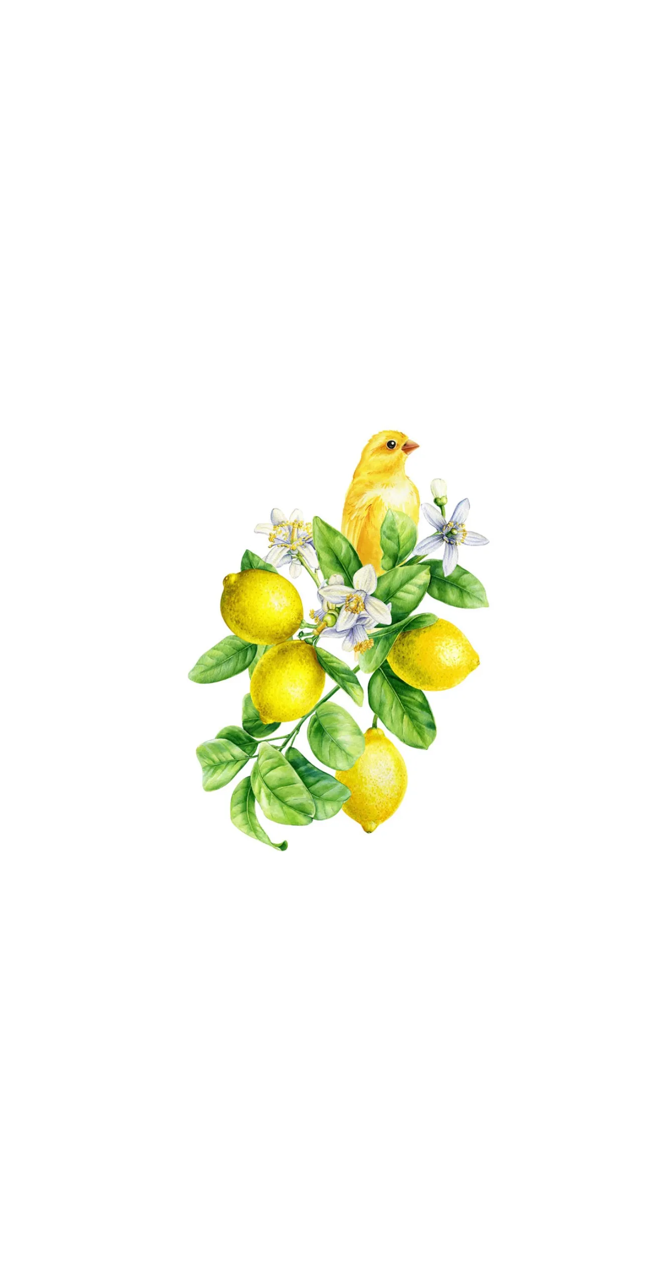 Lemon Bird Foliage - Printed Guest Towel