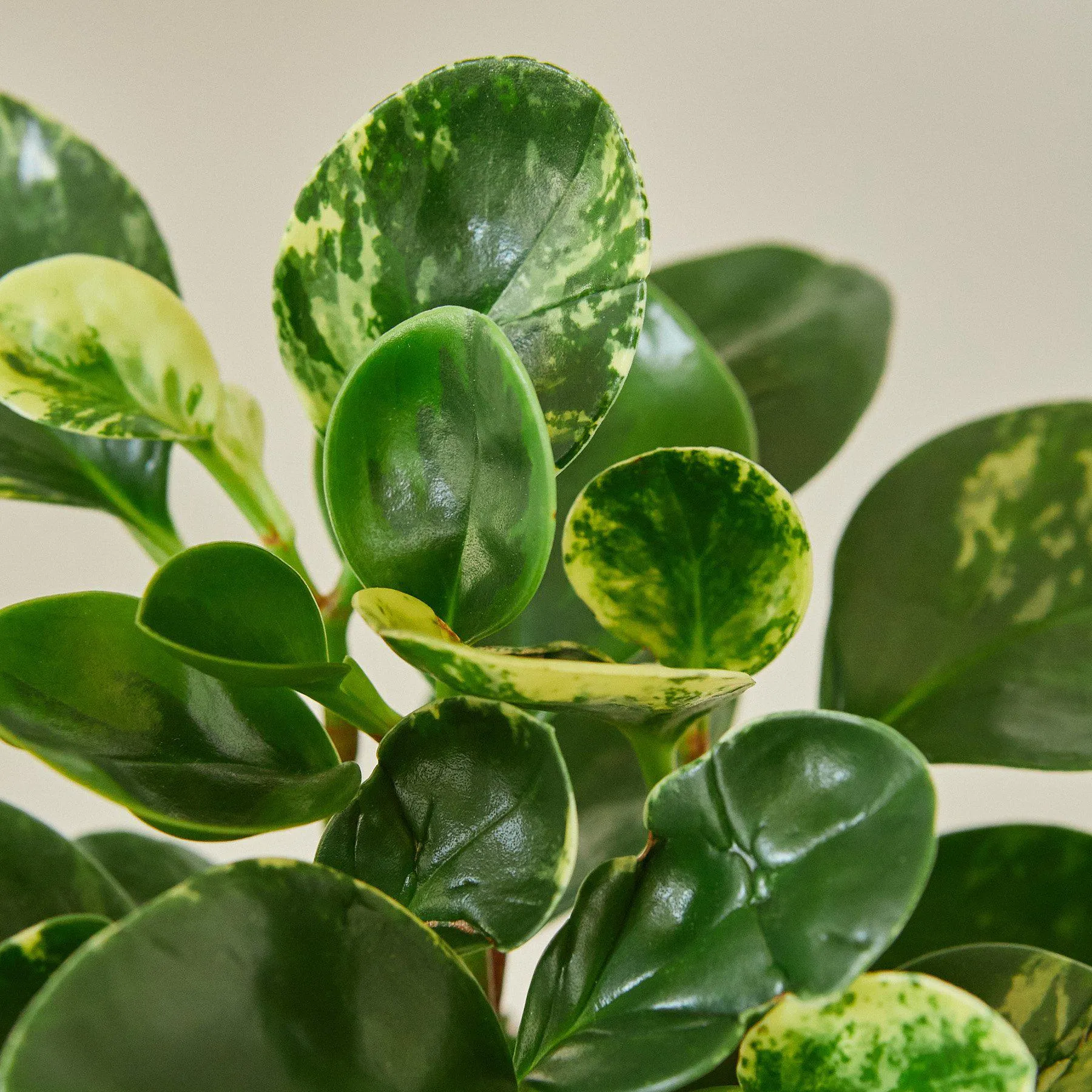 Peperomia 'Marble'