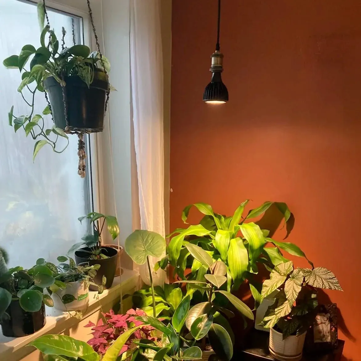 Vita LED Grow Light Pendant Kit - Effortless Indoor Plant Care